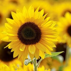 Cultivo del Girasol