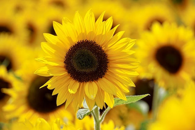 Cultivo del Girasol